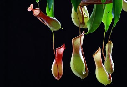 少女长青春痘的原因