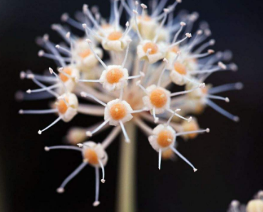 到底谁才是腋臭的幕后“祸首”