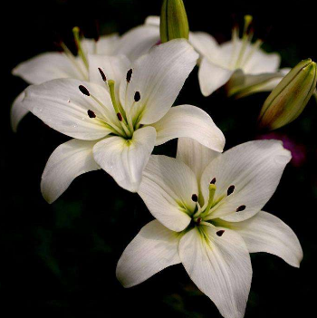 指甲油涂多了会得灰指甲吗