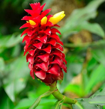 日光性荨麻疹有哪些症状